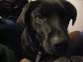 Dogbook,,