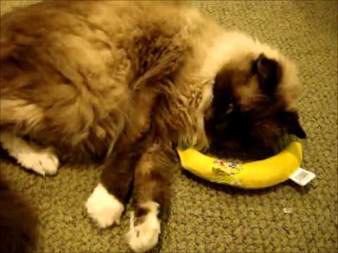 8 Cat Things I’m Crazy About Right Now 0 8 Cat Things I’m Crazy About Right Now