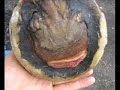 Chronicling Laminitis