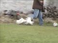 Brazilian Shih tzu is also good in soccer Brazilian Shih tzu is also good in soccer