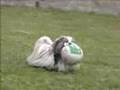 Shih Tzu video
