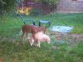 Deer fawn humps Dog