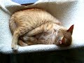 orange cat adventures: beeker chases his tail orange cat adventures: beeker chases his tail