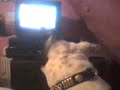 Mitch watchin tellytubbies
