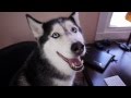 Mishka's Favorite Actor