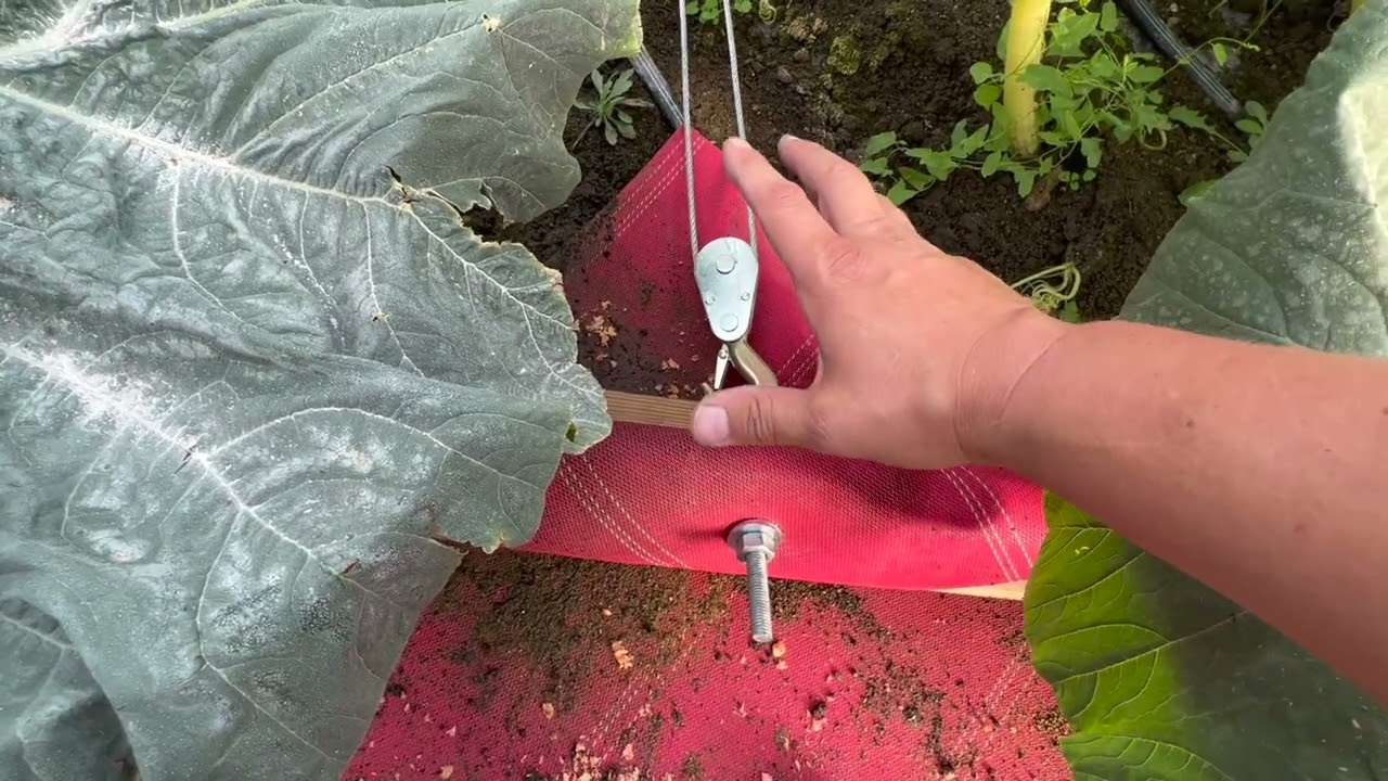 Move a giant pumpkin back