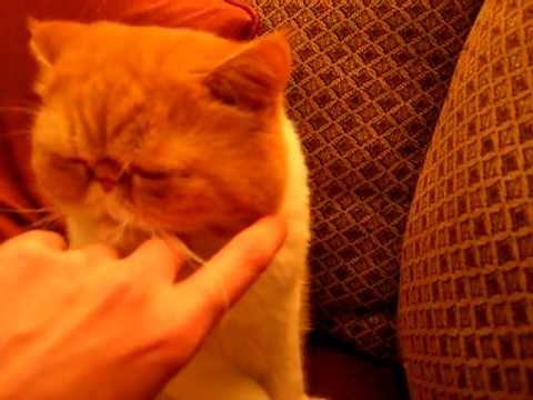 face sitting