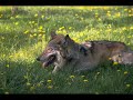 po�me de jack harris, sur une musique de daniel donadi

le loup solitaire

le voici, � nouveau, ce vieux loup solitaire
qui, las de ses errances, arr�te son chemin
pour jouir un court instant d'un refuge pr�caire
et regagner la paix dont il a grand besoin.

car il est fatigu� de ses courses lointaines
o� il dut traverser rivi�res et vallons,
marchant dans les sous-bois et courant dans les plaines
avec la faim au ventre et la robe en haillons.

pourchass� sans r�pit par les hommes en �meute
il ressent la mis�re, affreux fardeau pesant.
mais !... pourquoi tant de haine agite cette meute ?
dit-il en son esprit, ce monde est r�pugnant !...

c'est le c?ur douloureux qu'il lance vers le ciel,
tel un cri d�chirant, une plainte sublime
pour invoquer des cieux la main de l'eternel,
mais l'�cho de sa voix s'�touffe dans l'ab�me.

je suis semblable � toi, � ! vieux loup solitaire
car, po�te, je suis maudit et rejet� ;
mon chant de d�sespoir n'atteint pas la fronti�re
qui fait de l'homme avide un �tre de bont�.

extrait de l'ouvrage de jack harris : 