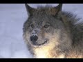 po�me de jack harris, sur une musique de daniel donadi

le loup solitaire

le voici, � nouveau, ce vieux loup solitaire
qui, las de ses errances, arr�te son chemin
pour jouir un court instant d'un refuge pr�caire
et regagner la paix dont il a grand besoin.

car il est fatigu� de ses courses lointaines
o� il dut traverser rivi�res et vallons,
marchant dans les sous-bois et courant dans les plaines
avec la faim au ventre et la robe en haillons.

pourchass� sans r�pit par les hommes en �meute
il ressent la mis�re, affreux fardeau pesant.
mais !... pourquoi tant de haine agite cette meute ?
dit-il en son esprit, ce monde est r�pugnant !...

c'est le c?ur douloureux qu'il lance vers le ciel,
tel un cri d�chirant, une plainte sublime
pour invoquer des cieux la main de l'eternel,
mais l'�cho de sa voix s'�touffe dans l'ab�me.

je suis semblable � toi, � ! vieux loup solitaire
car, po�te, je suis maudit et rejet� ;
mon chant de d�sespoir n'atteint pas la fronti�re
qui fait de l'homme avide un �tre de bont�.

extrait de l'ouvrage de jack harris : 