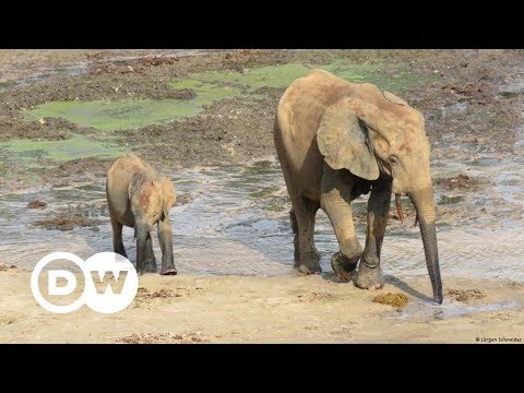 Schutz fr Wildtiere in bewaffneten Konflikten | DW D ...