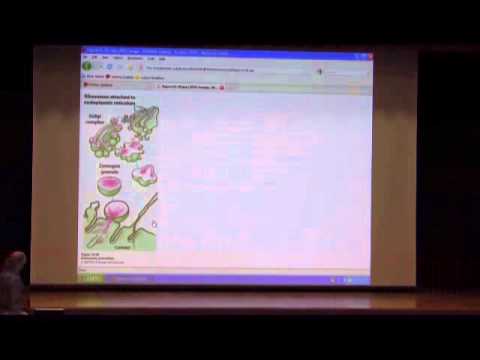 how to dissolve lysine