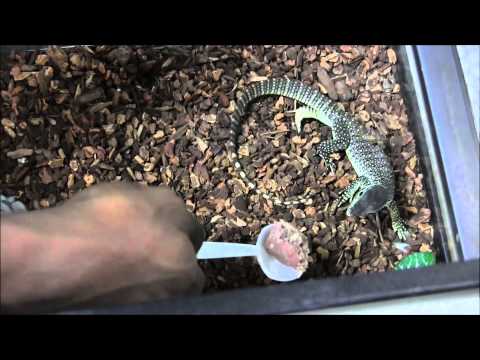 YouTube reptile video