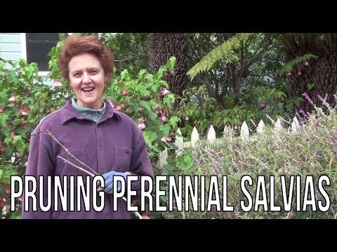 how to trim salvia
