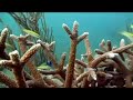 coral reef in fort lauderdale. protect our reefs , and please don't anchor on them. save the reefs