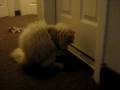 videos de Loki and a hair elastic