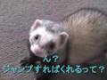 フェレちゃん－１