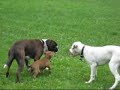 loke-the-american-bulldog-socializing-episode-5.html
