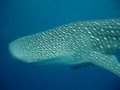 ジンベイザメ サザンレイテ (Whale Shark SOUTHERN LEYTE) 2011.1.1 Nabe.AVI