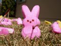 The Pink Peeps wage war against the Yellow Peeps, after a freak accident on each side.