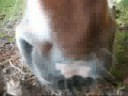 Lille Mule