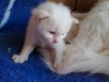 Katzenbaby mit Mama