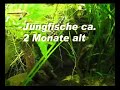 Schmetterlingsbuntbarsch Mikrogeophagus ramirezi Jungfische 2 Monate alt am 17.11.2009