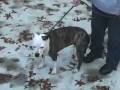 CapeCast: Barking for Obama!