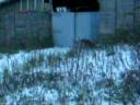 B.mayko court ds la neige.MOV