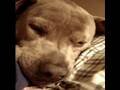 videos de PitBull Slays Community