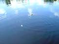 Crocodile Reserve RHODES HALL PLANTATION Jamaica