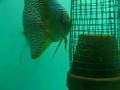Discus fish leopard the protection of eggs