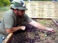 sowing and growing carrots sowing and growing carrots