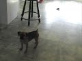 Belle the Puggle