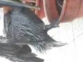 videos de Omer Galapagos