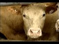 En cas de crise sanitaire au sein du cheptel québécois, le système québécois d'identification et de traçabilité des animaux d'élevage permet : - Une intervention plus rapide pour protéger adéquatement la santé des animaux et de la population - Une réduction de l'impact économique négatif sur le secteur bioalimentaire québécois De la ferme à l'abattoir, ce système améliore la surveillance des déplacements des animaux. Il facilite la veille en matière de santé animale et l'établissement de mesures d'urgence. Ce vidéo a été réalisé par le ministère de l'Agriculture, pêcheries et Alimentation du Québec (MAPAQ) en collaboration avec Agri-Traçabilité Québec(ATQ), en 2010-2011. Pour en savoir davantage, visitez le site d'Agri-Traçabilité Québec au www.atq.qc.ca