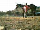 retraining ex race horse GELANOR PART 2 retraining ex race horse GELANOR PART 2