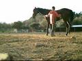 retraining ex race horse GELANOR PART 2