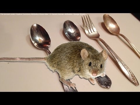 how to get rid of mice in rv trailer