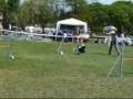 Bunny 2009.04.26 FCI VB selejtező jumping 2