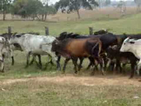 VENTA PERMANENTE DE NOVILLAS DE VIENTRE F1 HOLSTEIN X GYR