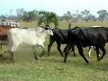 VENTA DE NOVILLAS DE VIENTRE F1 HOLSTEIN X GYR