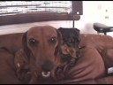 Mini Doxies excited about a walk. 2 Miniature Daschunds going out.