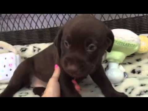 Gorgeous Chocolate Lab WIll Melt Your Heart