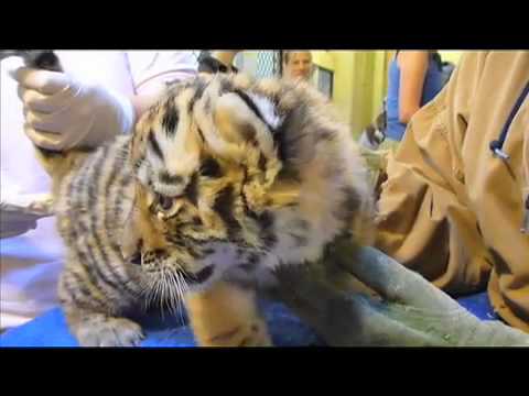 MANED TIGER