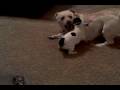 french bulldog vs mutt [playing]