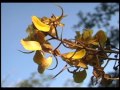 Sons do Cerrado - Caic�