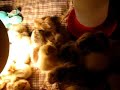 First 25 chicks in the Brooder