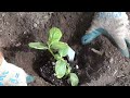 Click here to watch this video How to grow cucumbers./new starts