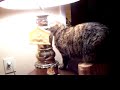 Edith VS the Stink Bug - AGAIN Edith VS the Stink Bug - AGAIN