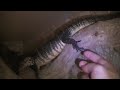 Dumerils Monitor lizard eating the camera